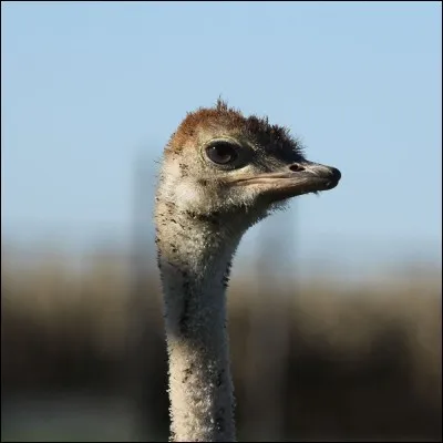 C'est l'autruche femelle ou mâle qui s'occupe le plus des oisillons ?