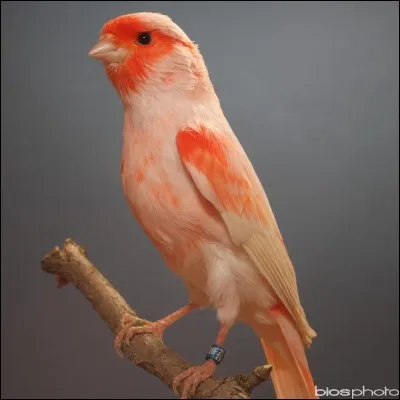 Les canaris peuvent-ils répéter des mots et même des phrases ?