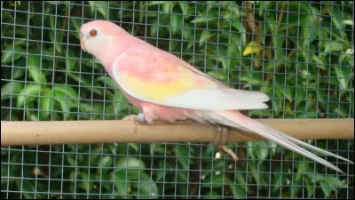 Les Bourke peuvent-ils mourir de "chagrin d'amour" ?