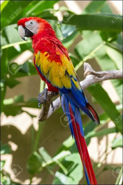 Quelle est la plus mauvaise mère parmi les oiseaux ?