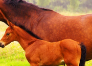 Test Es-tu un poney, un cheval de selle ou de trait ?