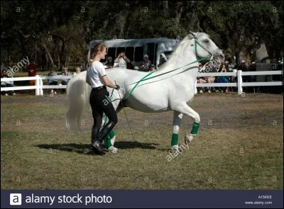 Quelle est la race de ce cheval ?