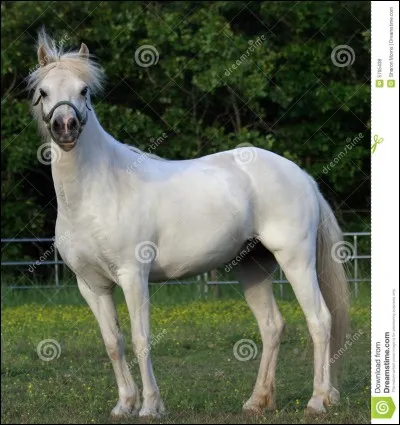 Quelle est la race de ce cheval ?
