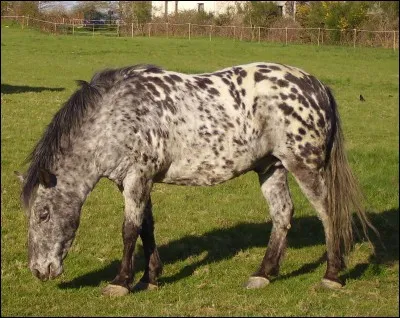 Quelle est la race de ce cheval ?