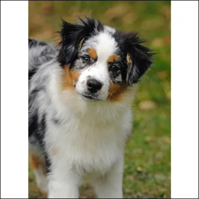 Quelle est la race de ce chien ?