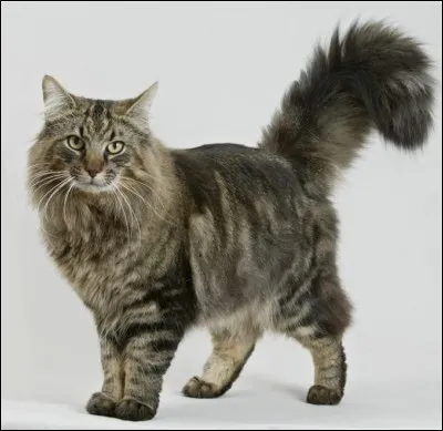 Quelle est la race de ce chat ?