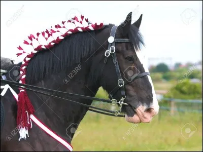 Quelle est la race de ce cheval ?