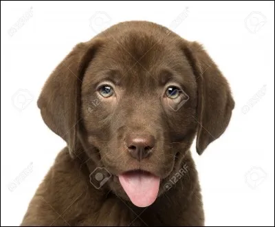 Quelle est la race de ce chien ?