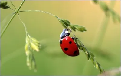 Le nombre de points sur les élytres d'une coccinelle correspond à son âge.