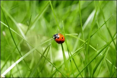 Quelle est l'espérance de vie d'une coccinelle ?