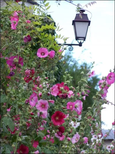 En prenant la première lettre de chaque bonne réponse, vous découvrez le mot mystère qui est une fleur. Quelle est cette fleur?