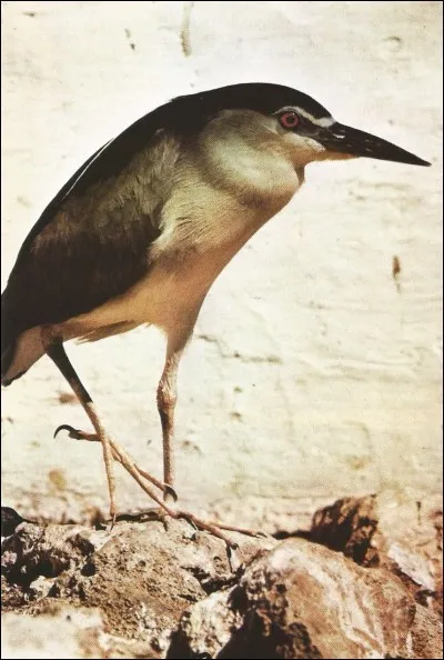 Quel est ce héron ?