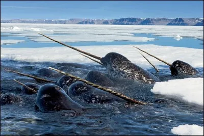 Quelle baleine arctique a une longue corne sur sa tête ?
