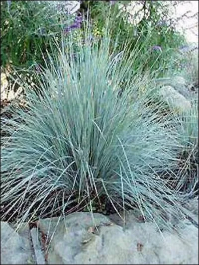 Quel est son nom latin ?