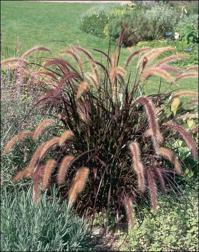 Quel est son nom latin ?