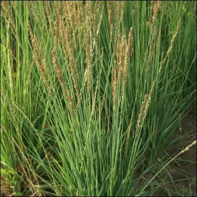 Quel est son nom latin ?