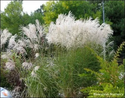 Quel est son nom latin ?