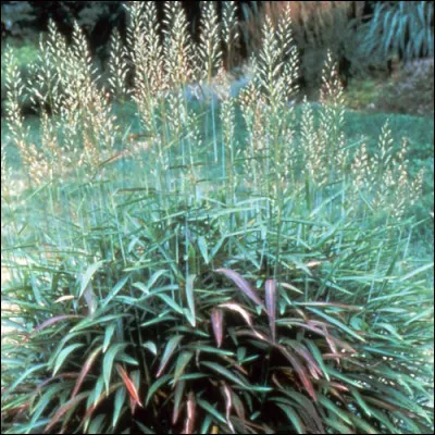 Quelle est son exposition idéale ?