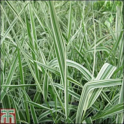 Quelle est son exposition idéale ?