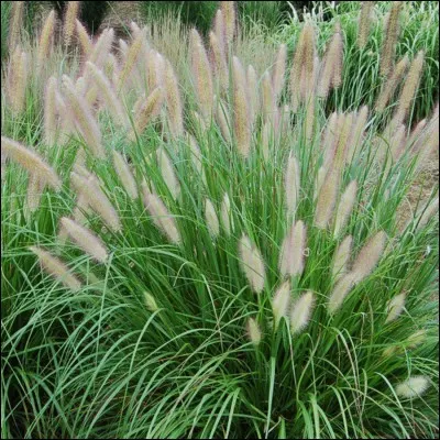 Quelle est son exposition idéale ?