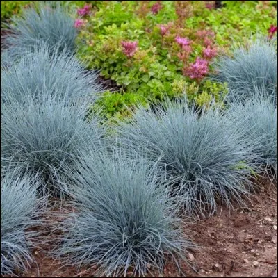 Quel est son nom latin ?