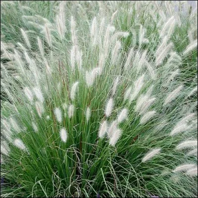 Quel est son nom latin ?