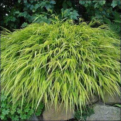 Quel est son nom latin ?