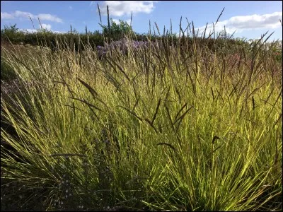 Quel est son nom latin ?