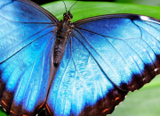 Quiz Le papillon en culture gnrale