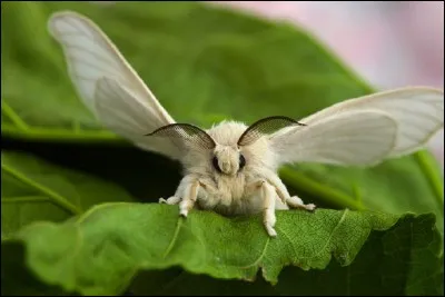 Que produit le papillon 'Bombyx du mûrier' au stade de chenille ?
