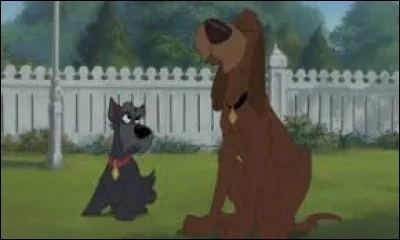 Attention piège ! Comment s'appellent ces deux chiens ?