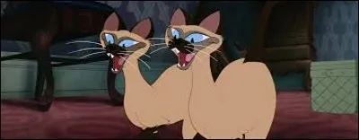 Comment s'appellent les chats siamois de tante Sarah ?