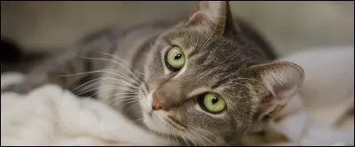 Quelle expression utilise-t-on pour dire qu'on fait le mauvais choix, qu'on agit sans réflexion ?