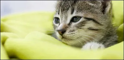 Quelle expression veut dire que l'on a aucune mémoire ?