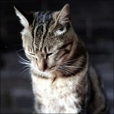 Quelle expression veut dire passer très vite, notamment au figuré lors d'un discours pour passer rapidement sur un fait douteux ?