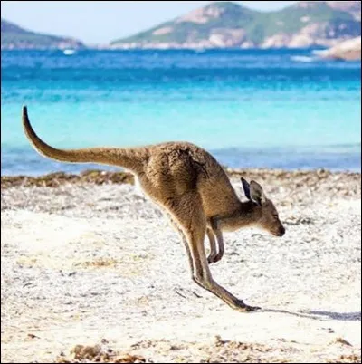 Il sera simple à trouver, c'est le pays des kangourous !