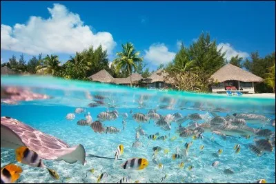 Située dans l'archipel de la Société en Polynésie française, cette île paradisiaque offre des lagons aux dégradés de bleus, de l'hébergement en petites cabanes sur pilotis entouré de reliefs verdoyants. Vous pouvez y nager au sein d'une faune marine colorée, vivre à 200km/h !