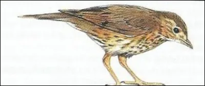 Quel oiseau peut-être mauvis, litorne ou draine ?