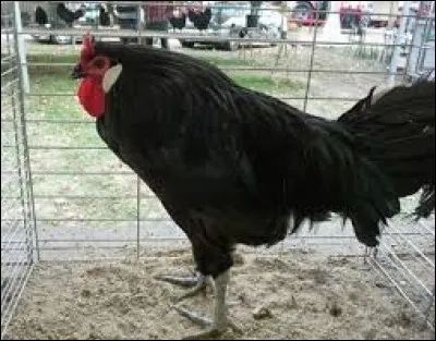 Quel animal a une race appelé "La Flèche" ?