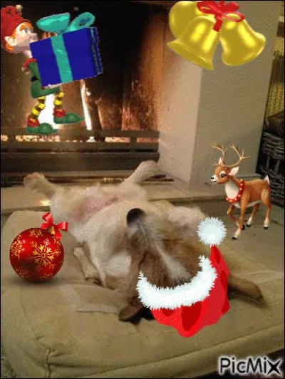 Ce jeune chien attendait son cadeau avec impatience, mais il s'est malheureusement endormi, alors que le Lutin-Noël allait bientôt arriver. Retrouve l'image intruse et le chien pourra se réveiller et trouver son cadeau au fond de la cheminée !