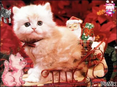 Oh, oh ! Le chaton a reçu une luge de la part du généreux Chat-Noël. Il s'amuse à la prendre pour le traîneau de Noël. Mais une image intruse s'est glissée ici, et le chaton ne peut plus jouer Retrouve-la !