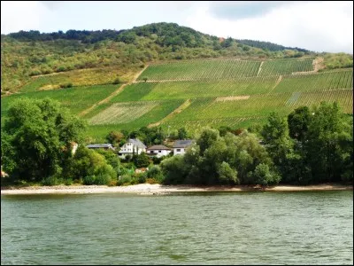 Dans le refrain de "La Maladie d'Amour" de Michel Sardou, quel adjectif qualifie la rivière ?