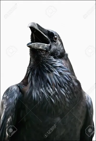 Qui chantait "Qui est ce grand corbeau noir" ?