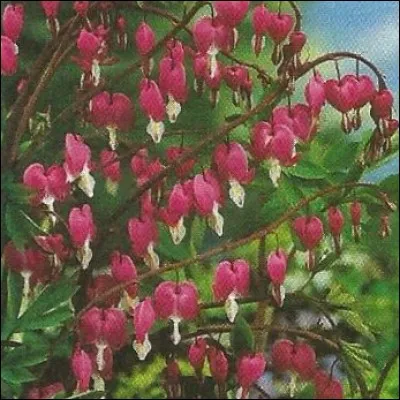 Quel est le vrai nom du "c&oelig;ur de Marie" ?