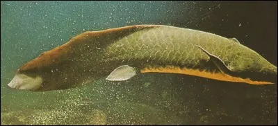 Quelle est la particularité des poissons de l'ordre "dipneustes" ?