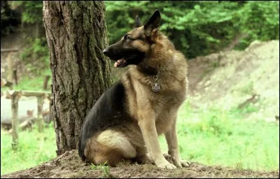 Quel était le nom du chien mascotte de l'émission '30 millions d'amis ?