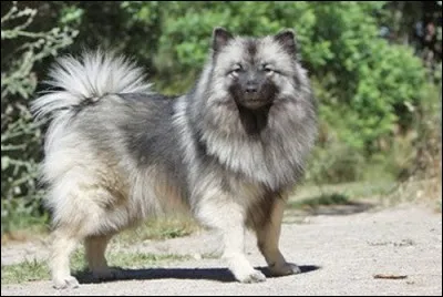 Quel est le caractère du spitz loup ?