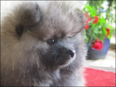 Quel est le prix d'un spitz loup ?