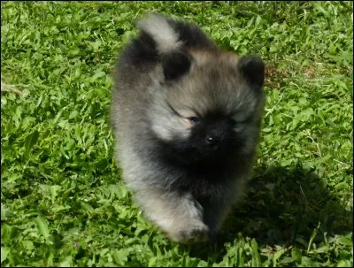 Quelle couleur n'existe pas chez le spitz loup ?