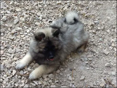 Quel est son poids moyen ?